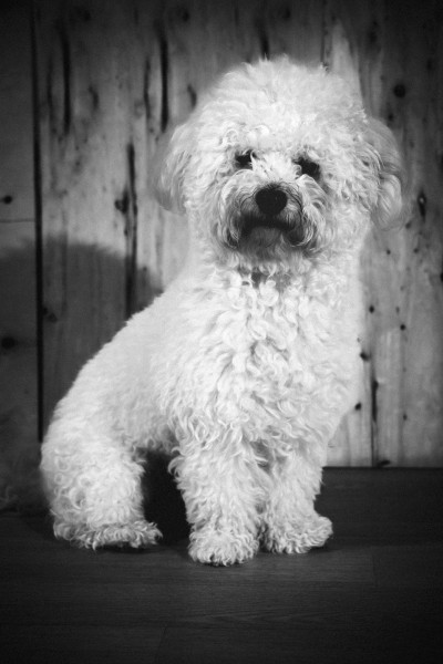 Photo de profil de pomguy