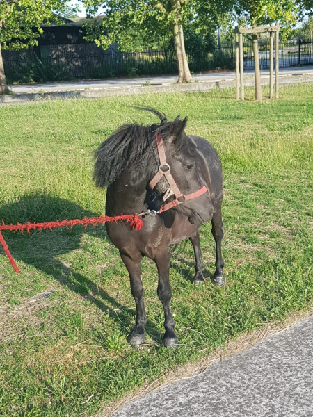 Photo de profil de poney11