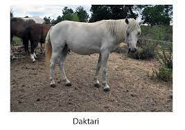 Photo de profil de poneybleu1