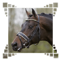Photo de profil de poneydamour741