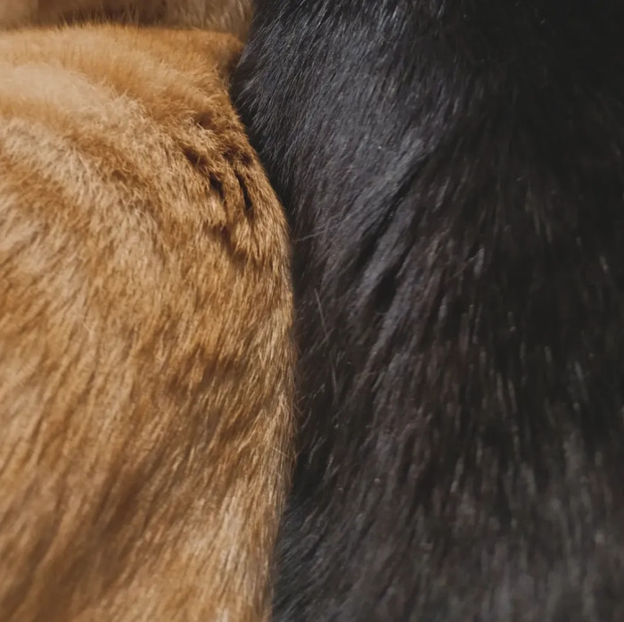 Photo de profil de poney.noisette