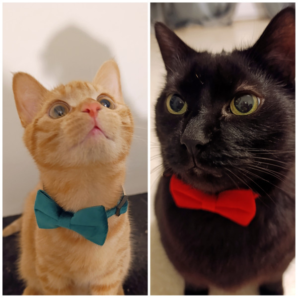 Photo de profil de poney.noisette