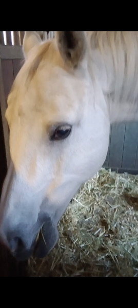 Photo de profil de poni1