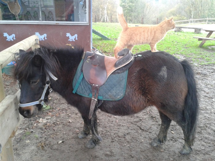 Photo de profil de ponylover