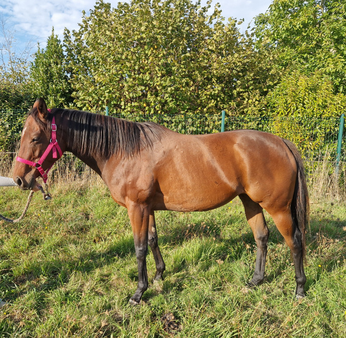 Photo de profil de ppursang