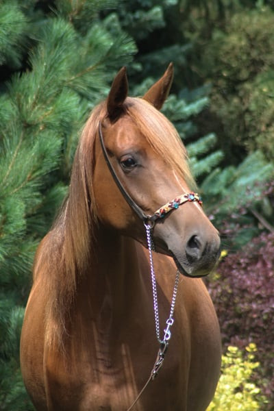 Photo de profil de premiumgallop
