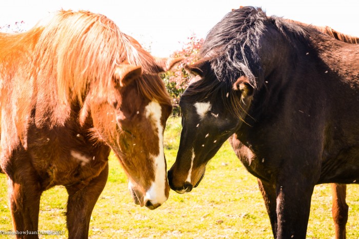 Photo de profil de quaihorses