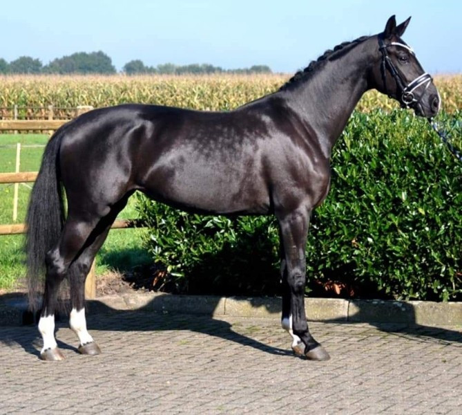 Photo de profil de questre