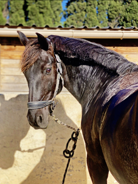 Protège-genoux magnétiques pour cheval Premier Equine Magni-Teque