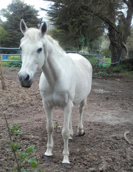 Photo de profil de riddermark