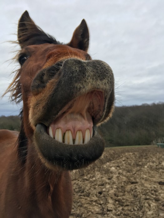 Photo de profil de rojolasticot