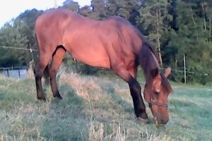 Photo de profil de romana