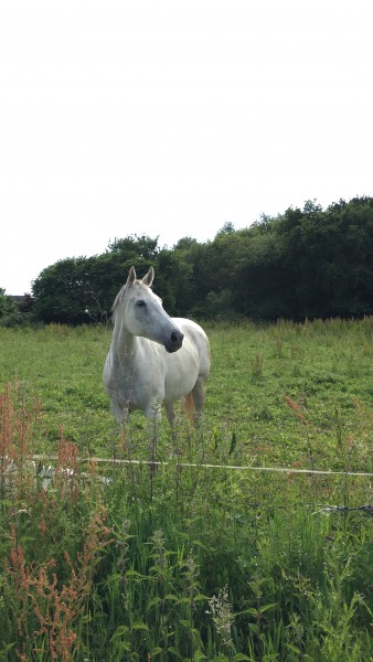 Photo de profil de romy35