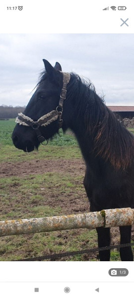 Photo de profil de rougeruby