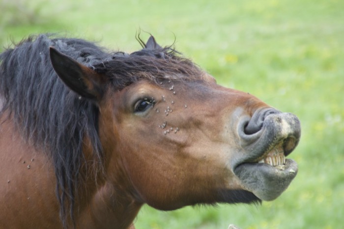 Photo de profil de rouvaux