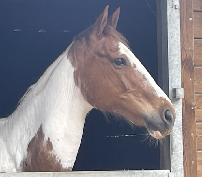 Photo de profil de rysphen