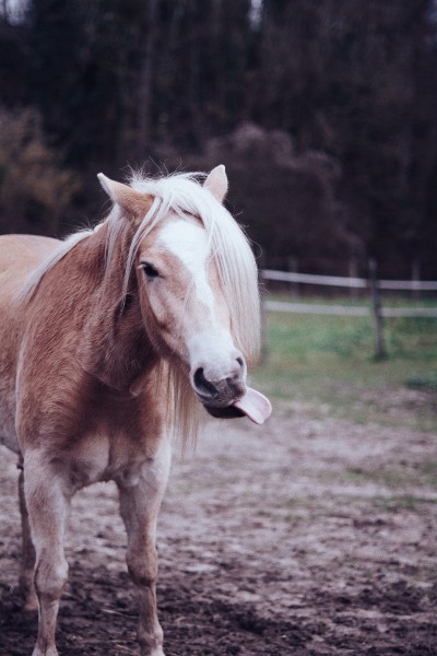 Photo de profil de salsadudemon27