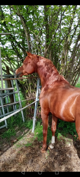 Photo de profil de sambel