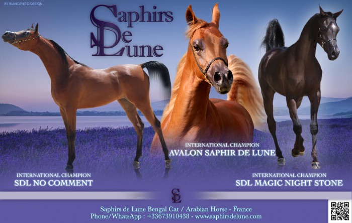 Photo de profil de saphirsdelune