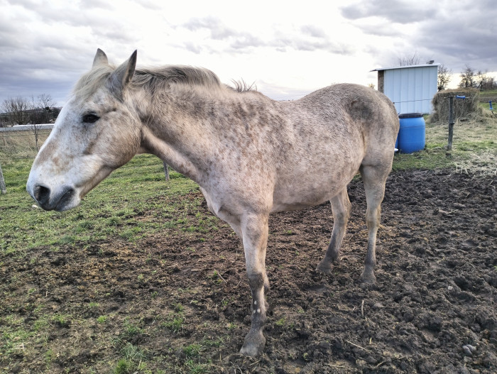 Photo de profil de scaro