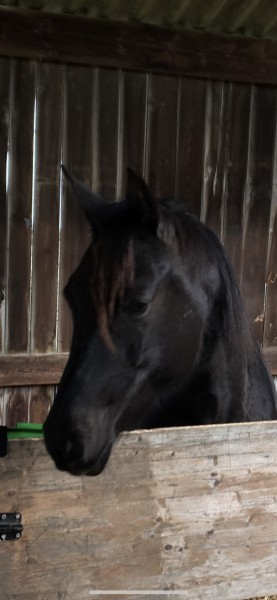 Photo de profil de scully02