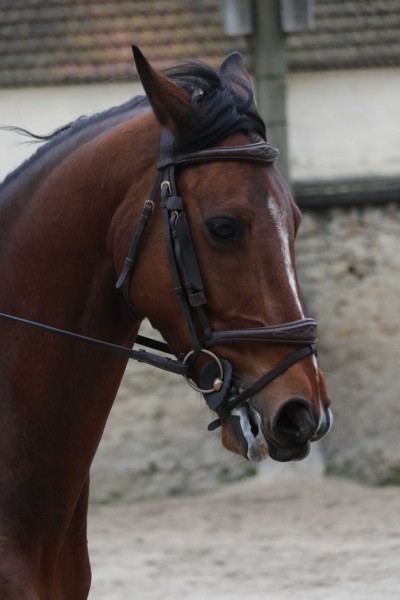 Photo de profil de sequoequitt