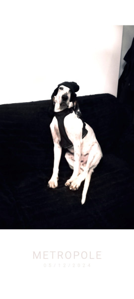 Photo de profil de shagy