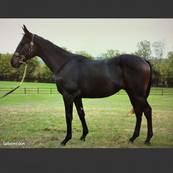 Photo de profil de shasha347