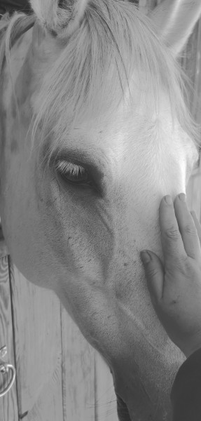 Photo de profil de shilow