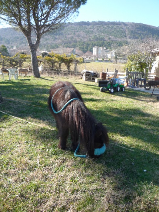 Photo de profil de sissiblue