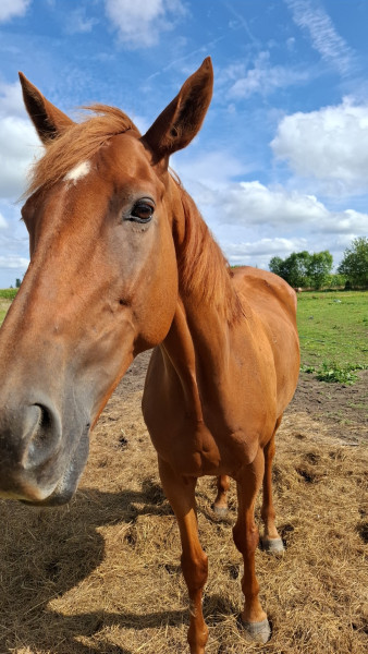 Photo de profil de skyvolcry