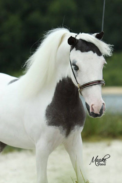 Photo de profil de soglam