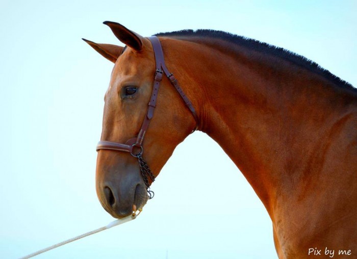 Photo de profil de sophiedehon