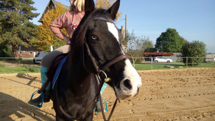 Photo de profil de sophie_poney