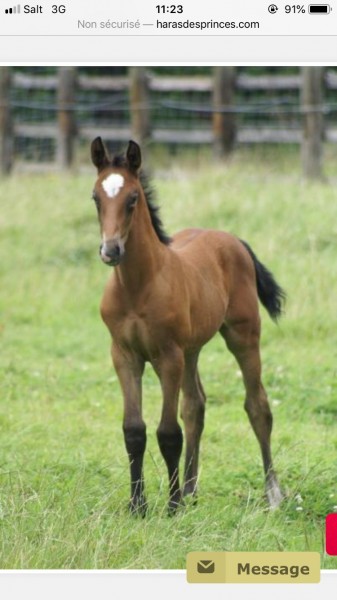 Photo de profil de sorayadjemai