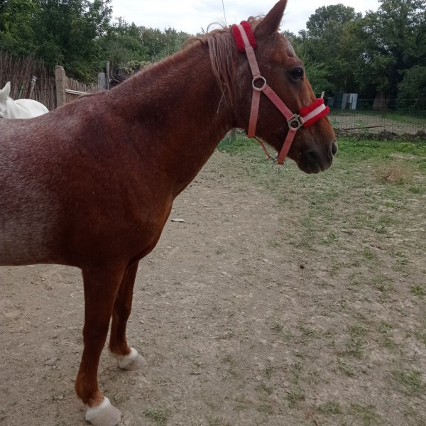 Photo de profil de soso84700