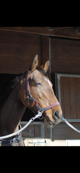 Photo de profil de sosso27