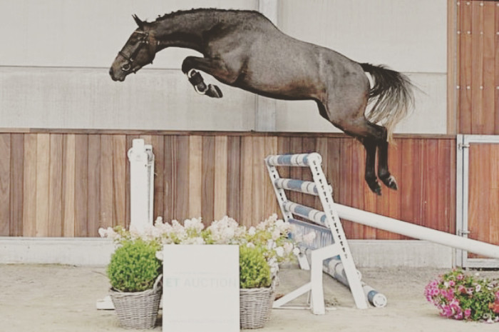 Photo de profil de sportshorses
