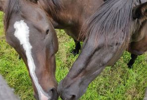 Photo de profil de steph35500