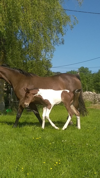 Photo de profil de swiss63