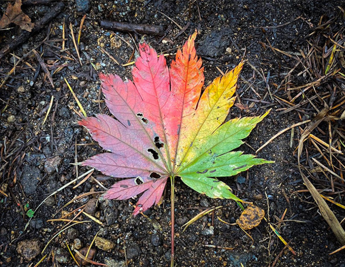 Photo de profil de sygreen