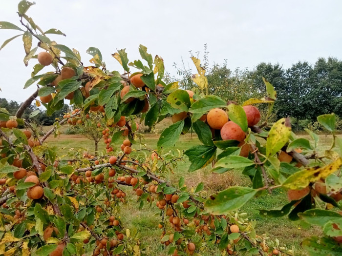 Photo de profil de tailleba