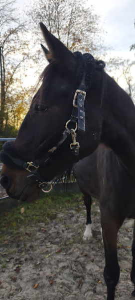 Photo de profil de tangram