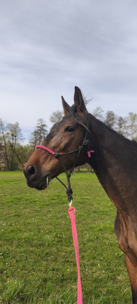 Photo de profil de tangram