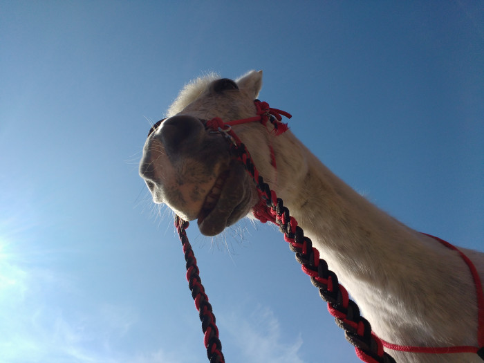Photo de profil de thedevilshorse