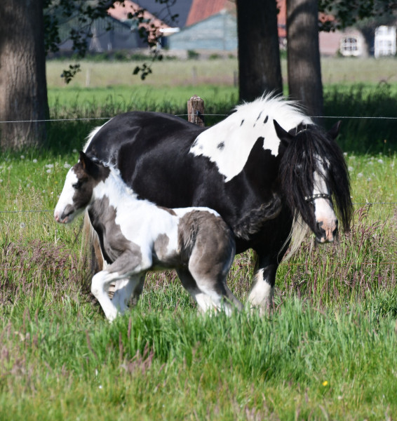 Photo de profil de tinkerrishcob