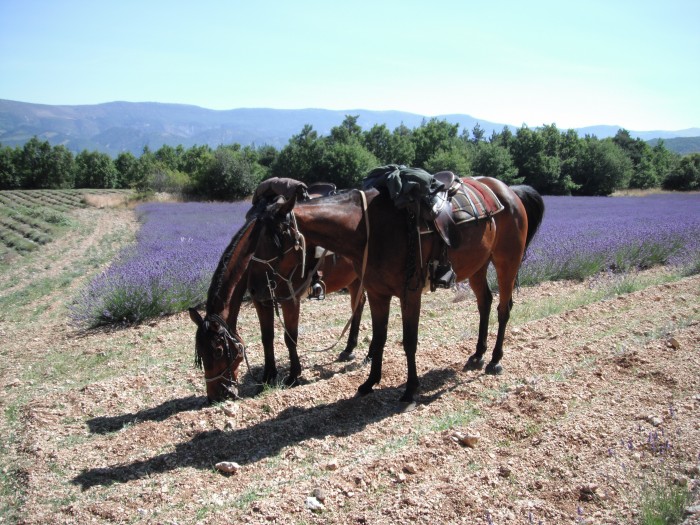 Photo de profil de tipiliuke