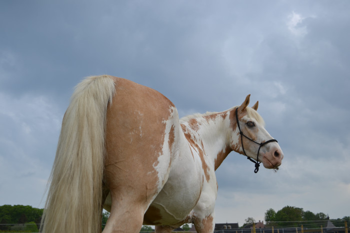 Photo de profil de torna