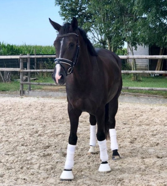 Photo de profil de vagebond