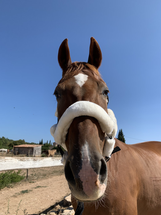 Photo de profil de viking2009